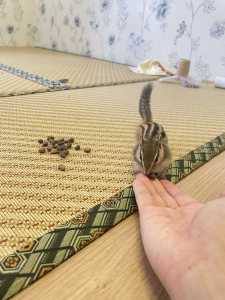 人世间的演奏视频