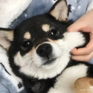 石可涵的钢琴谱