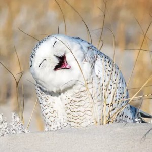 星河不可及的演奏视频