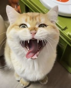 Summer的演奏视频