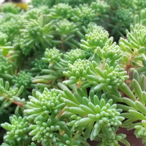 西班牙舞曲的演奏视频