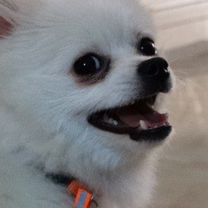 孤勇者的演奏视频