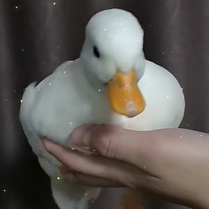 不遗憾的演奏视频