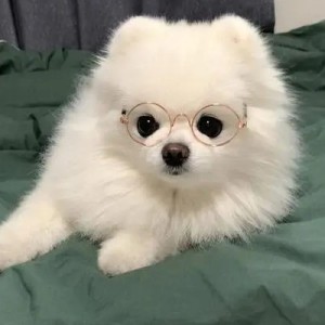 一度です的钢琴谱