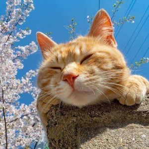 阿猫的个人空间