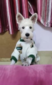 采茶扑蝶的演奏视频