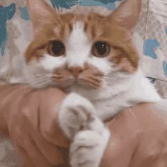 诀爱的演奏视频