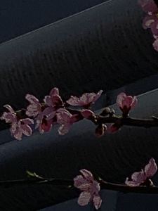 Summer的演奏视频