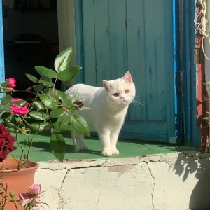 春よ、来い的演奏视频