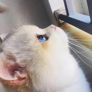 猫薄荷的钢琴谱