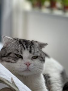 Dance Monkey的演奏视频