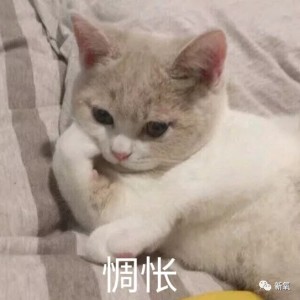 的演奏视频