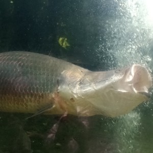 孤勇者的演奏视频