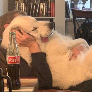 Merry Christmas Mr. Lawrence的演奏视频