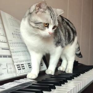 Counter Attack Mankind的演奏视频