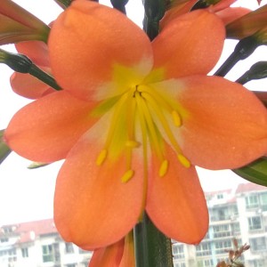 6级B组-布列舞曲的演奏视频