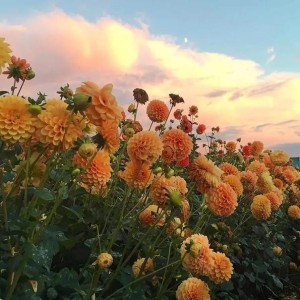 八级B-1 降B大调奏鸣曲的演奏视频