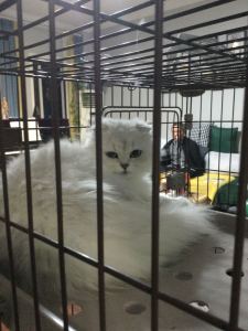 瑶族长鼓舞的演奏视频