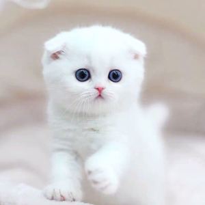 7级A组-练习曲的演奏视频