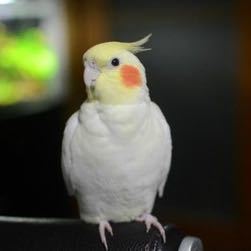 Star Sky的演奏视频