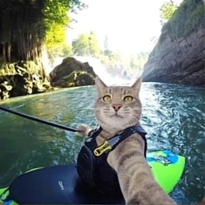 如愿的演奏视频