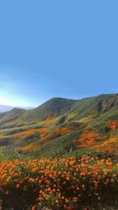 D大调卡农的演奏视频