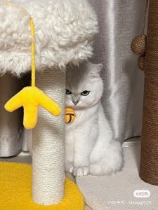 如愿的演奏视频