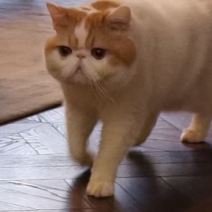 萤火虫的演奏视频