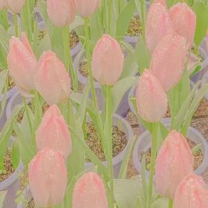 所念皆星河的演奏视频