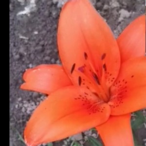 Croatian Rhapsody的演奏视频