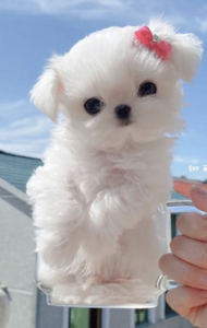 泡芙狗🐶的个人空间