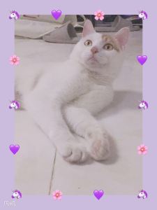 的演奏视频