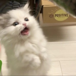 Komorebi的演奏视频