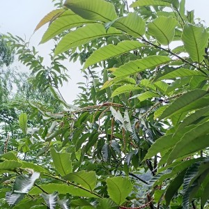 的演奏视频