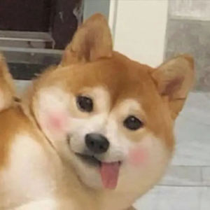 琴师的演奏视频