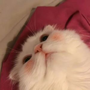 君をのせて的演奏视频