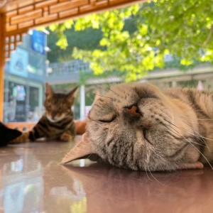 雨小文的钢琴谱