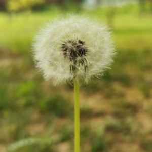 3级 练习曲的演奏视频