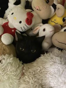 蜗牛的演奏视频