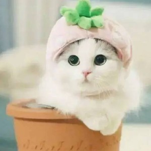 摘棉花的手指的演奏视频