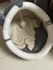 小芒果的钢琴谱