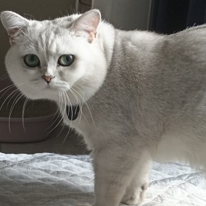 起风了的演奏视频