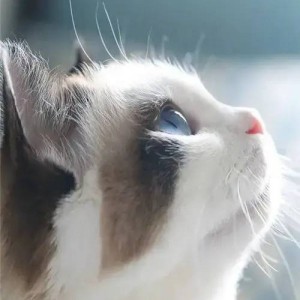 语过天晴的钢琴谱
