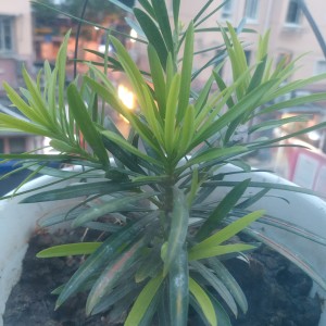 海底的演奏视频