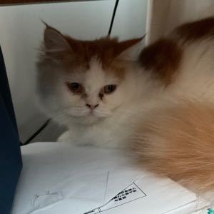 本草纲目的演奏视频