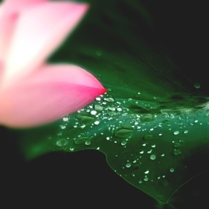 最伟大的作品的演奏视频