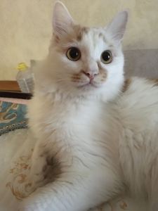 反方向的钟的演奏视频