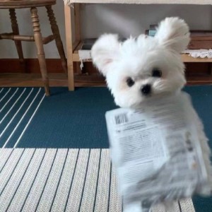 JW的钢琴谱