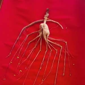 137****9283的钢琴谱