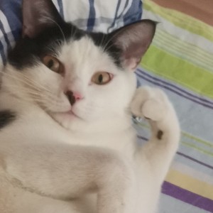 【FREE】lucky的演奏视频